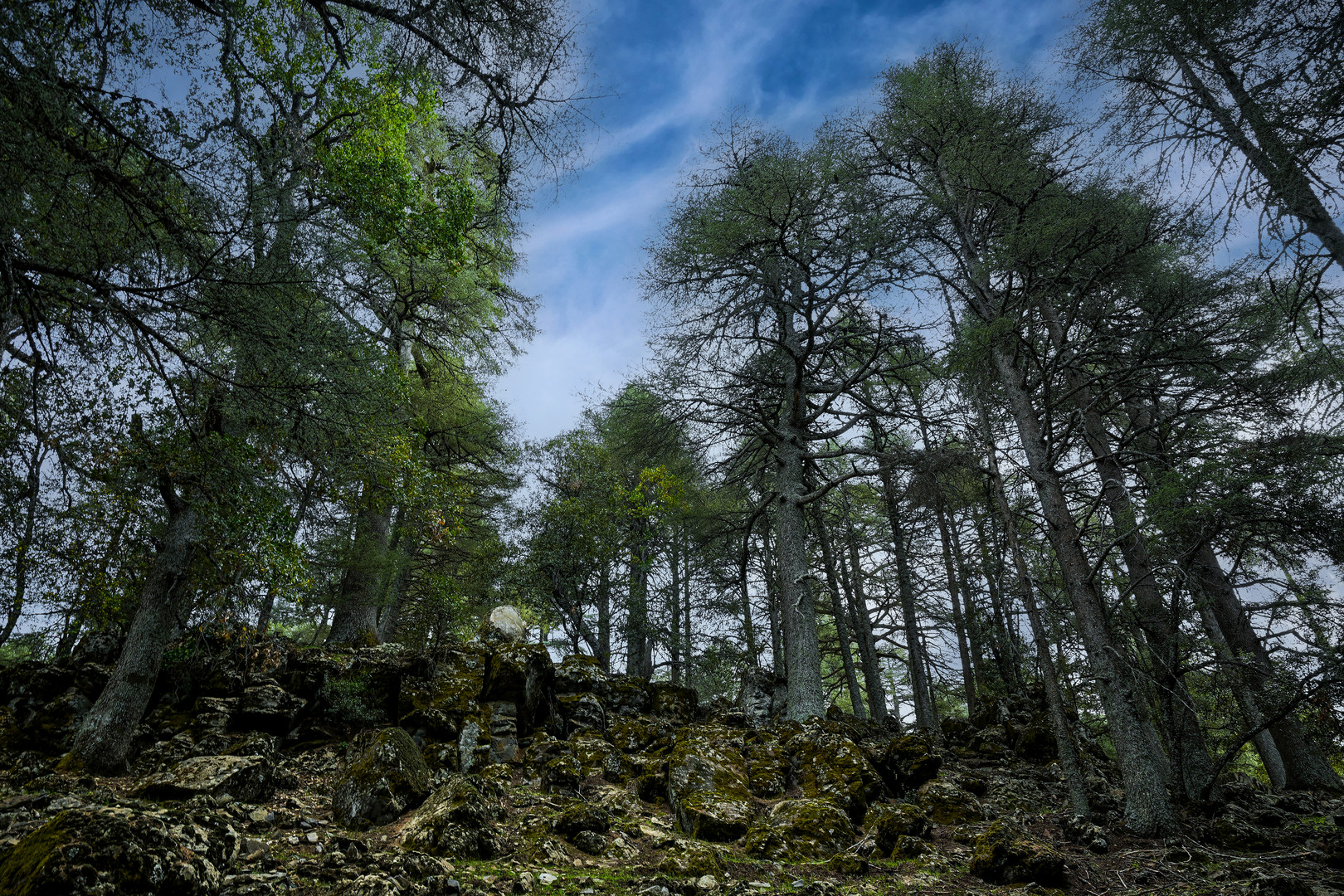 Der Nationalpark Ifrane 09