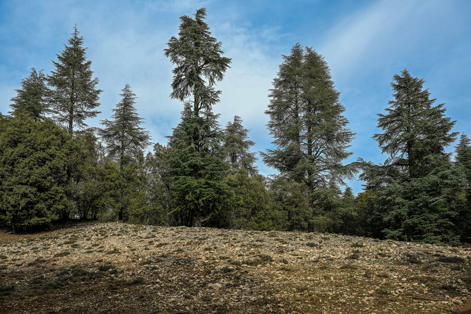 Der Nationalpark Ifrane 10