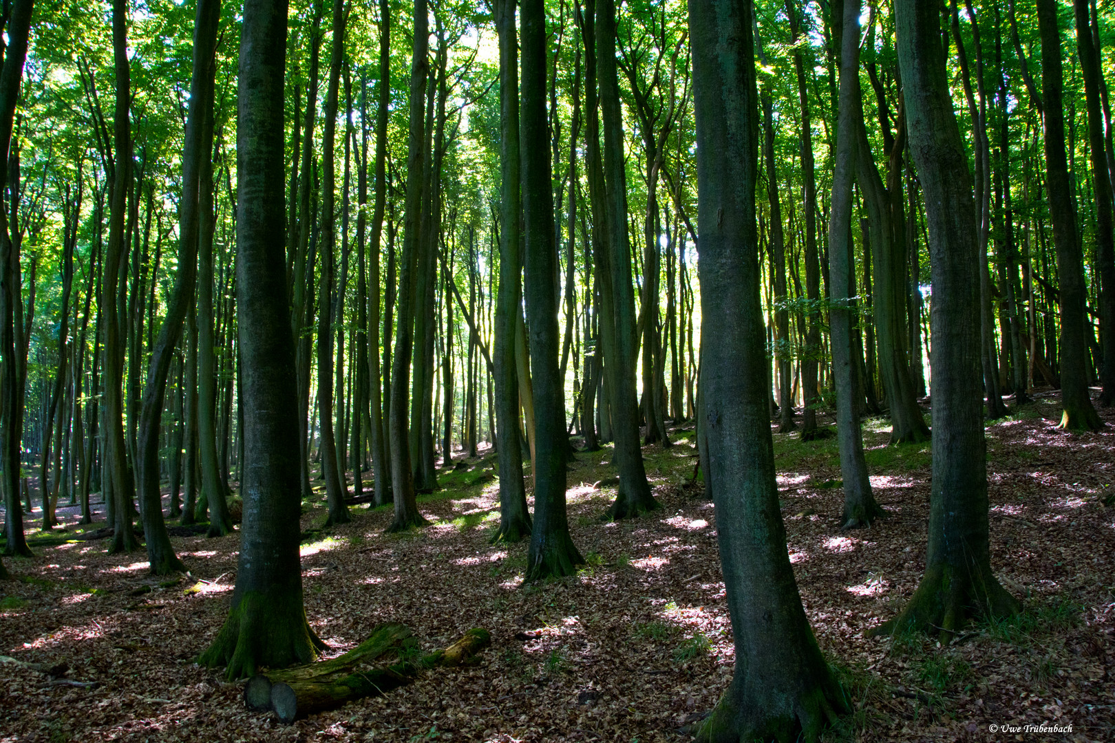 Der Nationalpark Jasmund (1)