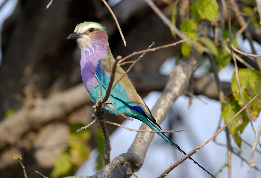 Der Nationalvogel