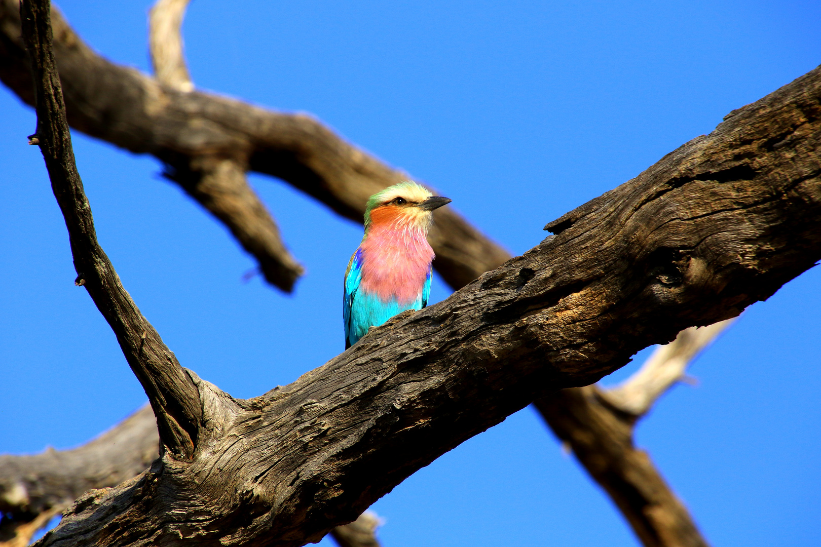 Der Nationalvogel die Gabelrake 