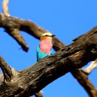 Der Nationalvogel die Gabelrake 