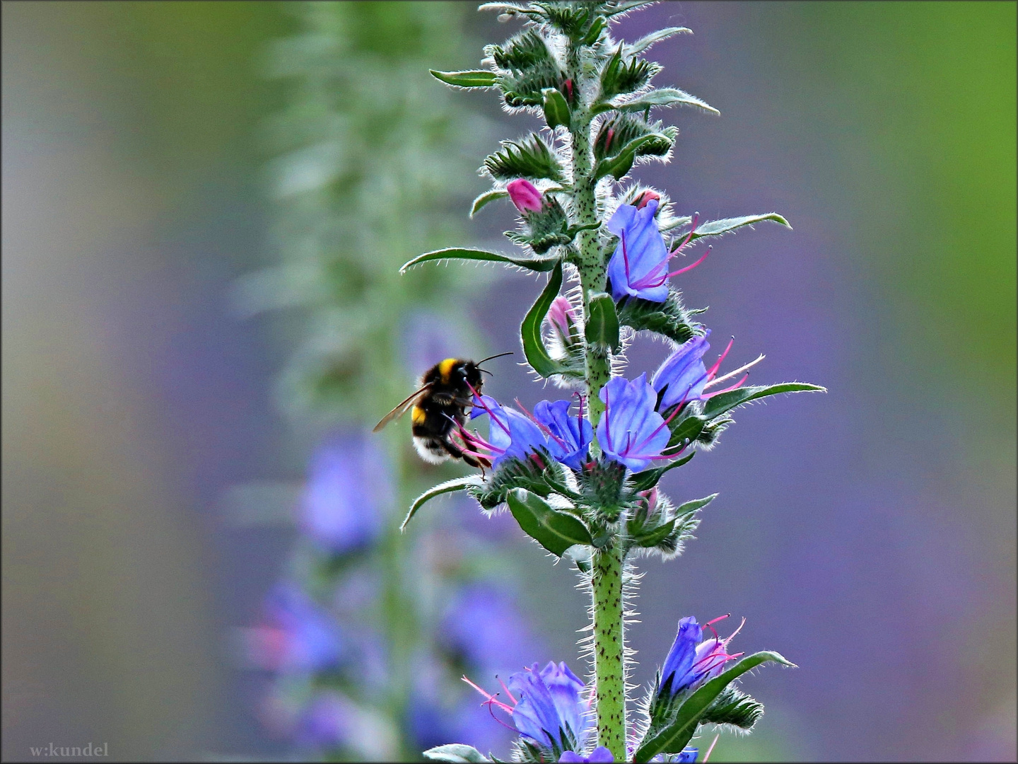 der Natternkopf (Echium vulgare)