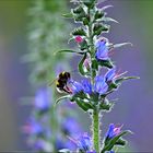 der Natternkopf (Echium vulgare)