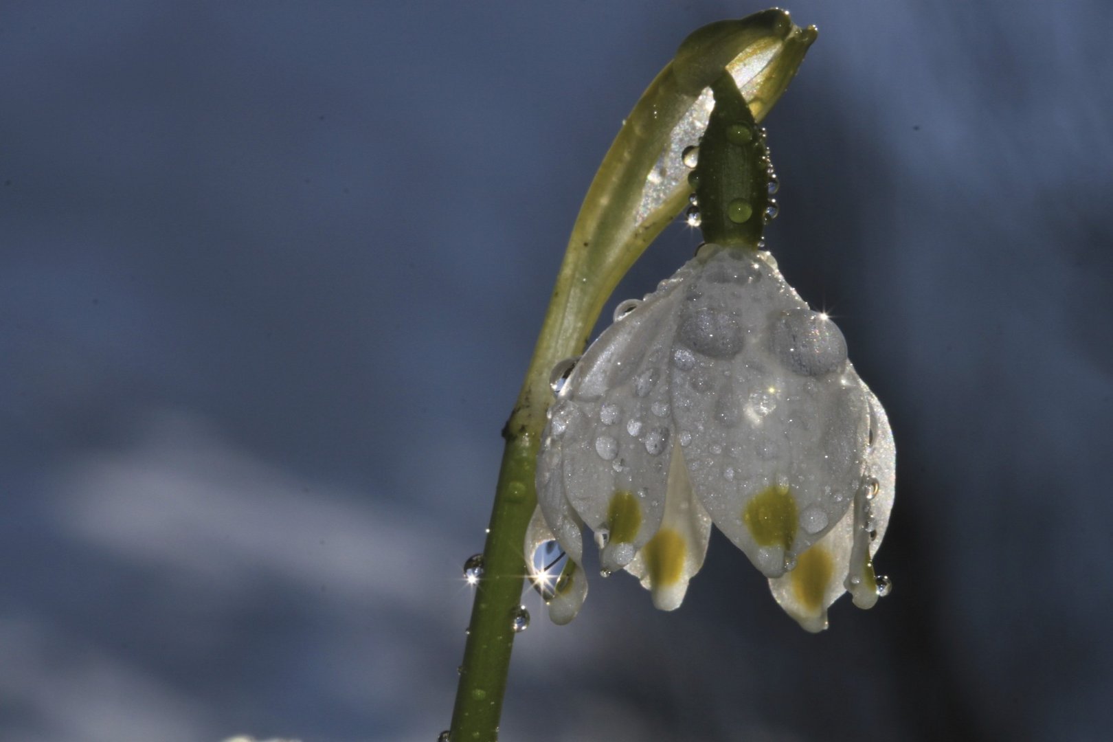 Der Natürliche Regenschirm...