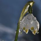 Der Natürliche Regenschirm...