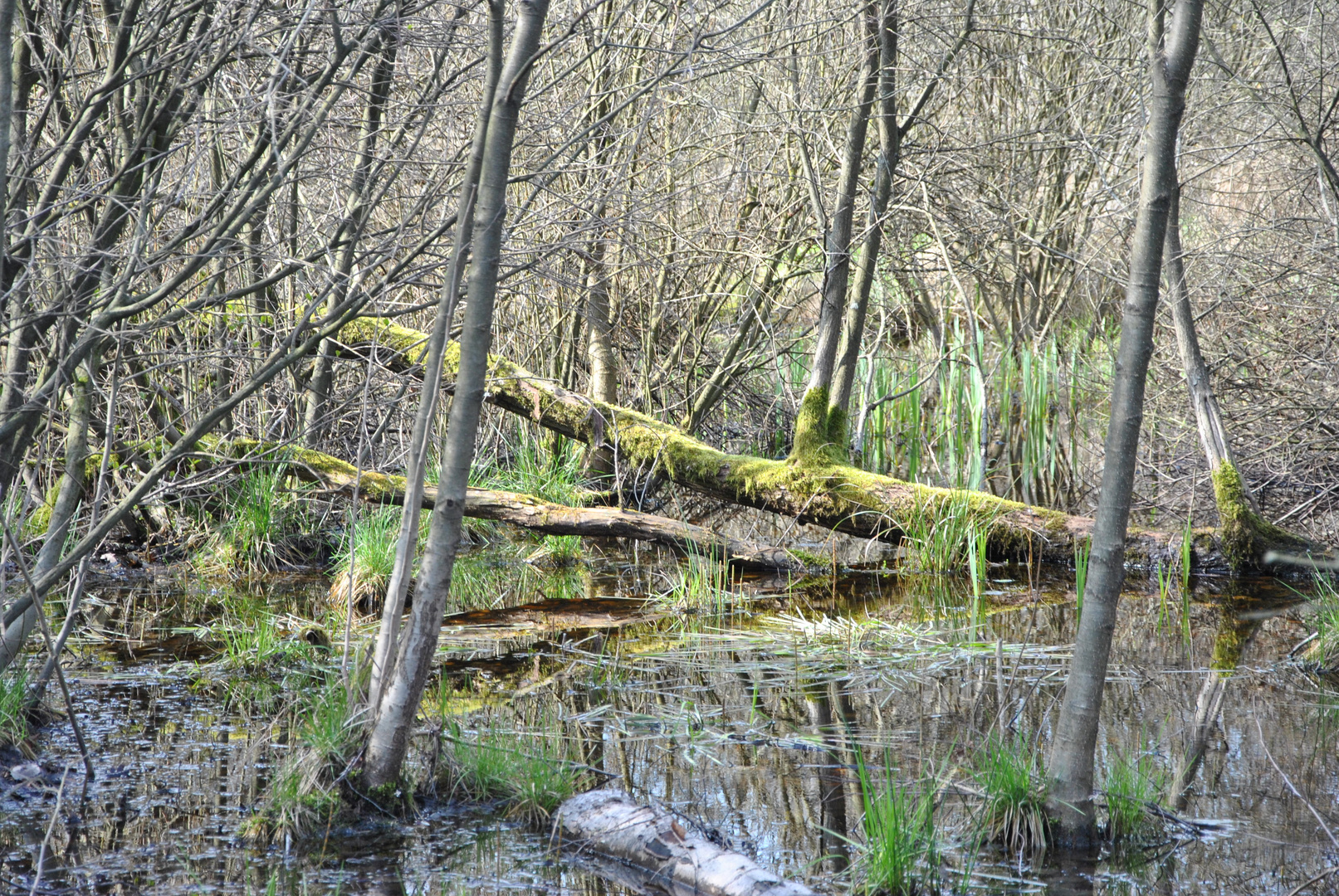 "Der Natur auf der Spur" 3 Darzer Moor