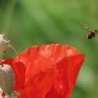 Der Natur auf der Spur