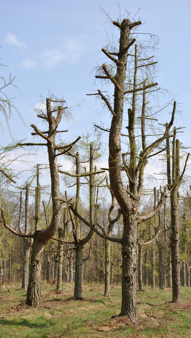 "Der Natur auf der Spur"1