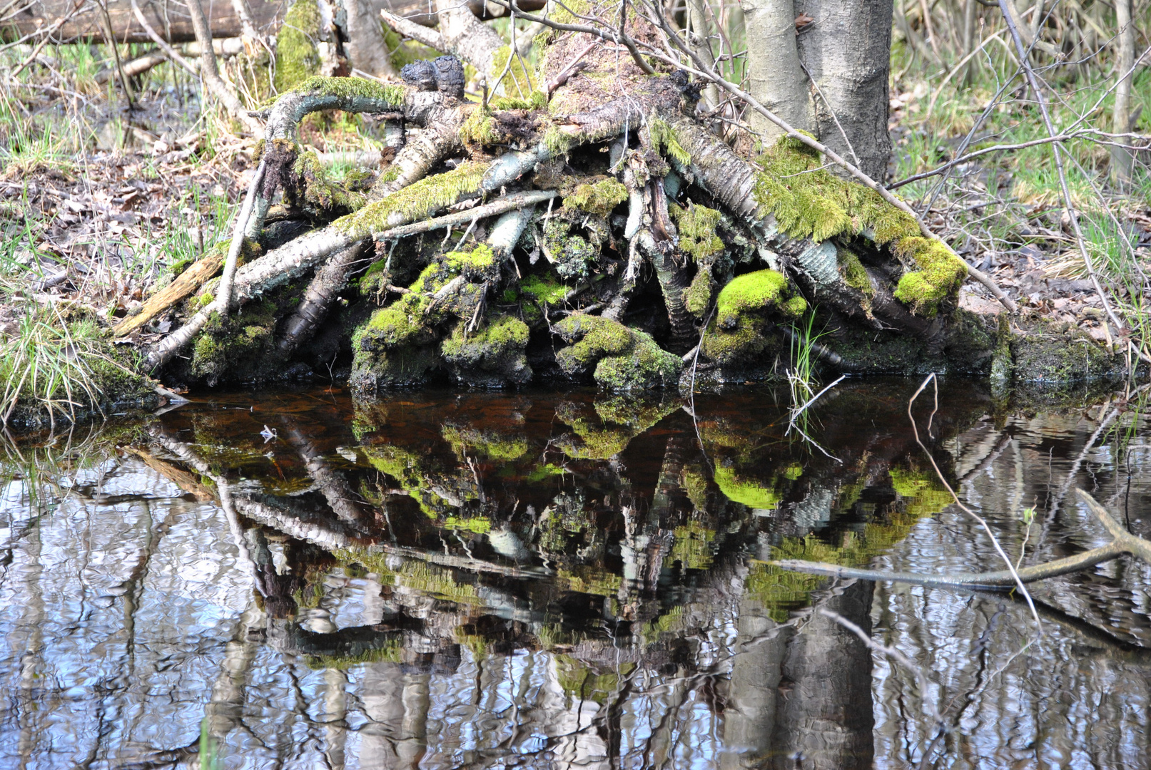 "Der Natur auf er Spur" 2 Darzer Moor