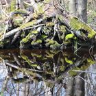 "Der Natur auf er Spur" 2 Darzer Moor