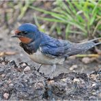 Der "Natur-Baumarkt" hat geöffnet und bietet der Rauchschwalbe (Hirundo rustica) . . .