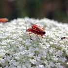 Der Natur seinen Lauf lassen