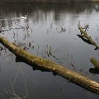 Der Natur überlassen ...