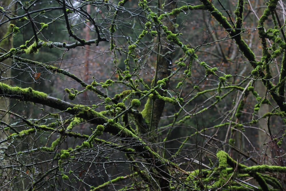 der Natur überlassen....