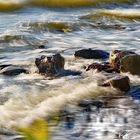 Der Natur Whirlpool...