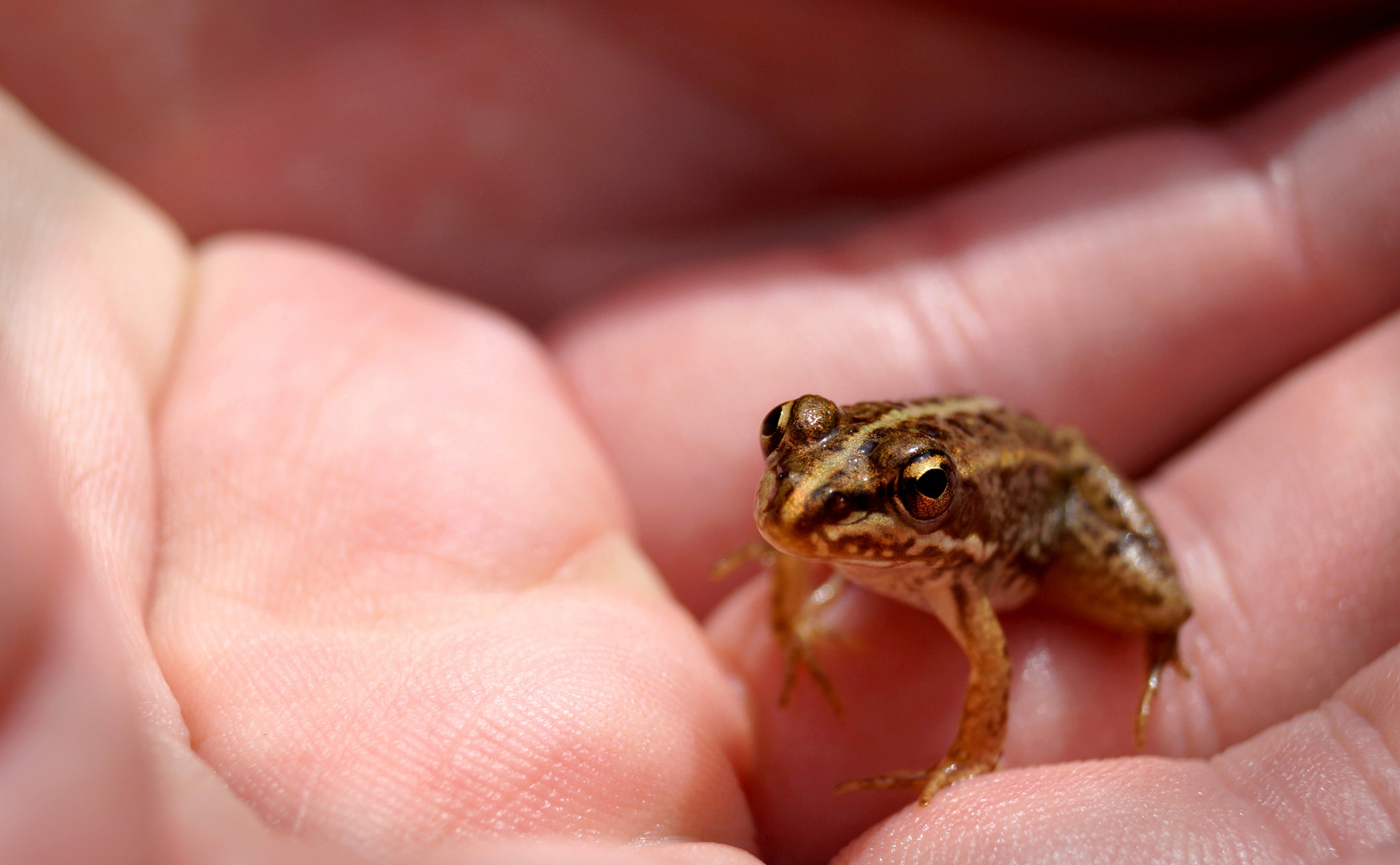 Der Naturpark S'Albufera und seine Fauna