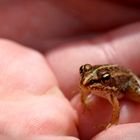 Der Naturpark S'Albufera und seine Fauna