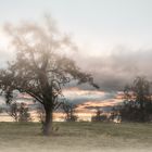 Der Nebel