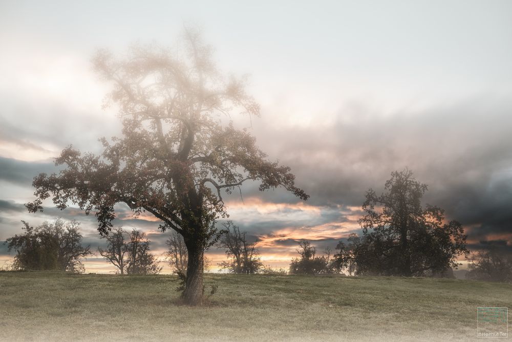 Der Nebel