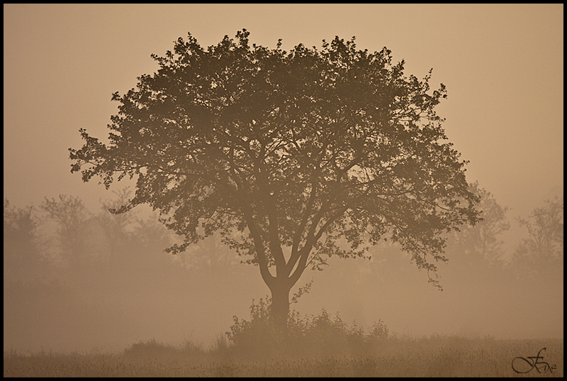 Der Nebel