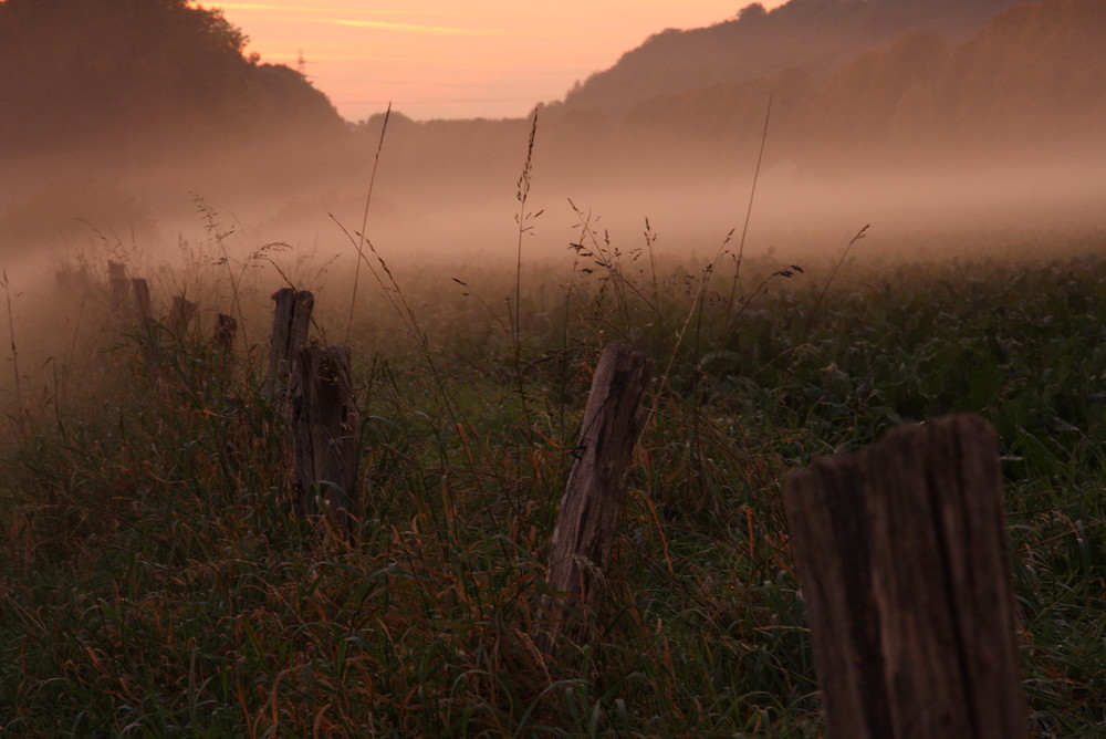 der Nebel 4