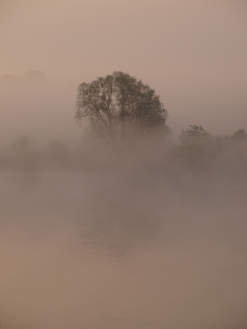 Der Nebel