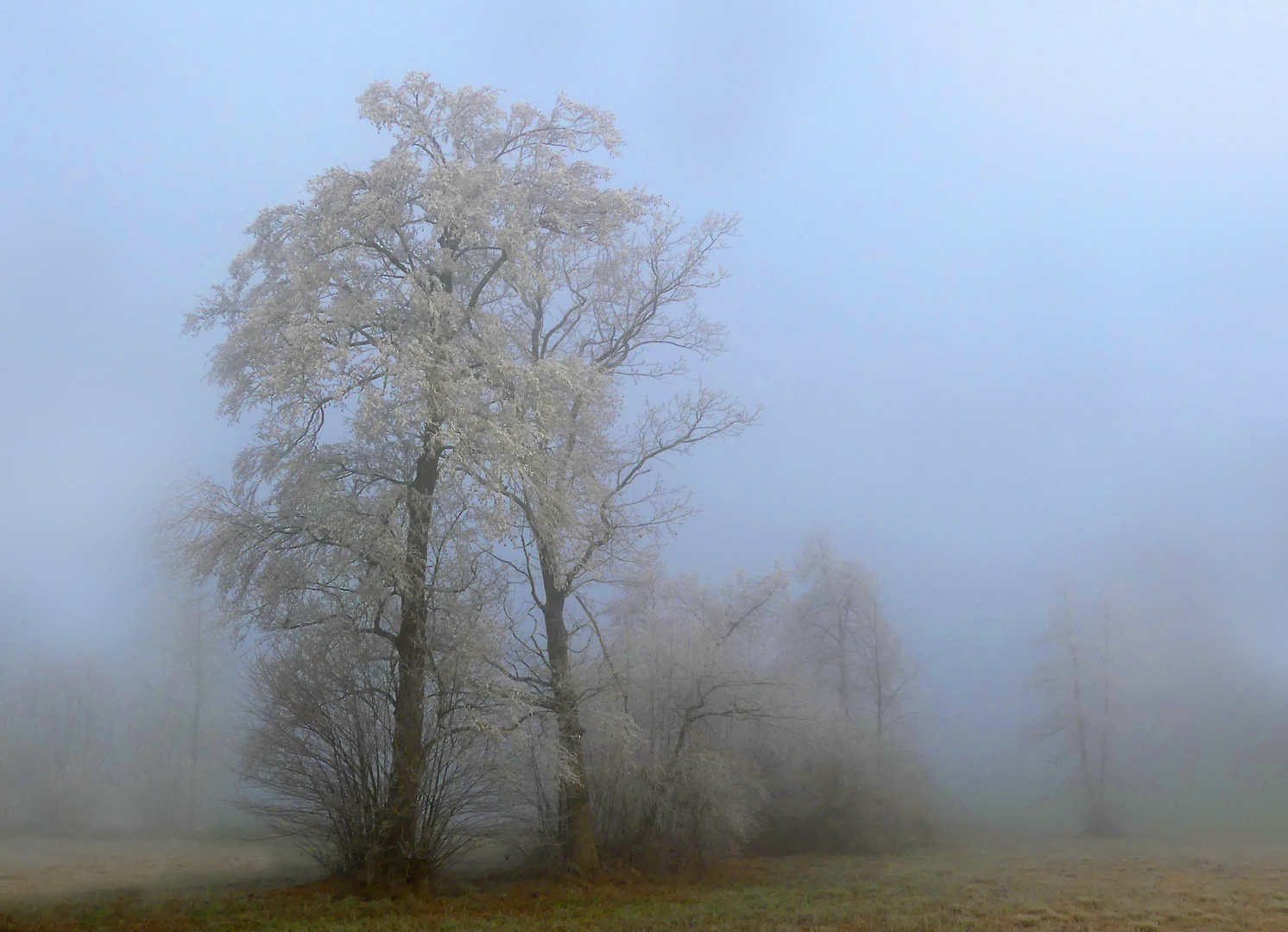 Der Nebel