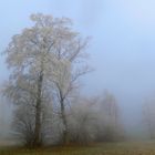 Der Nebel