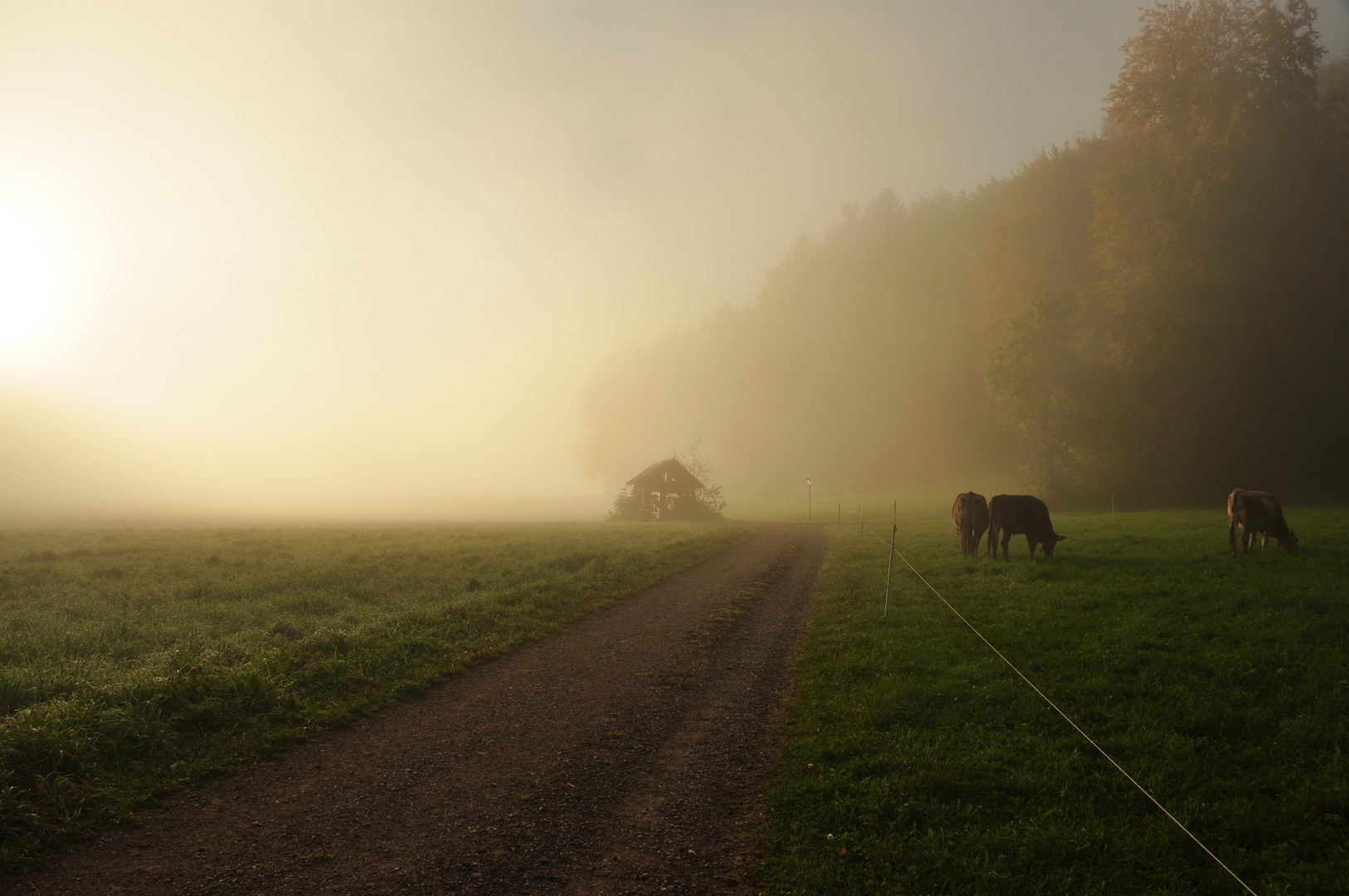 Der Nebel