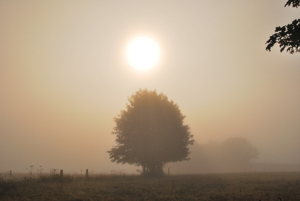 Der Nebel