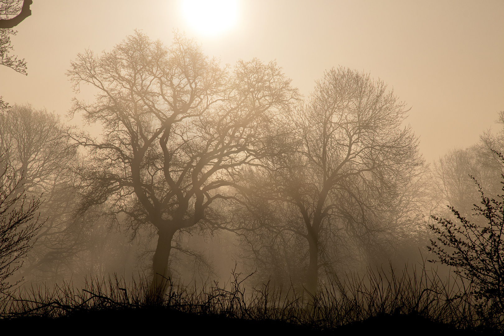 Der Nebel am Morgen