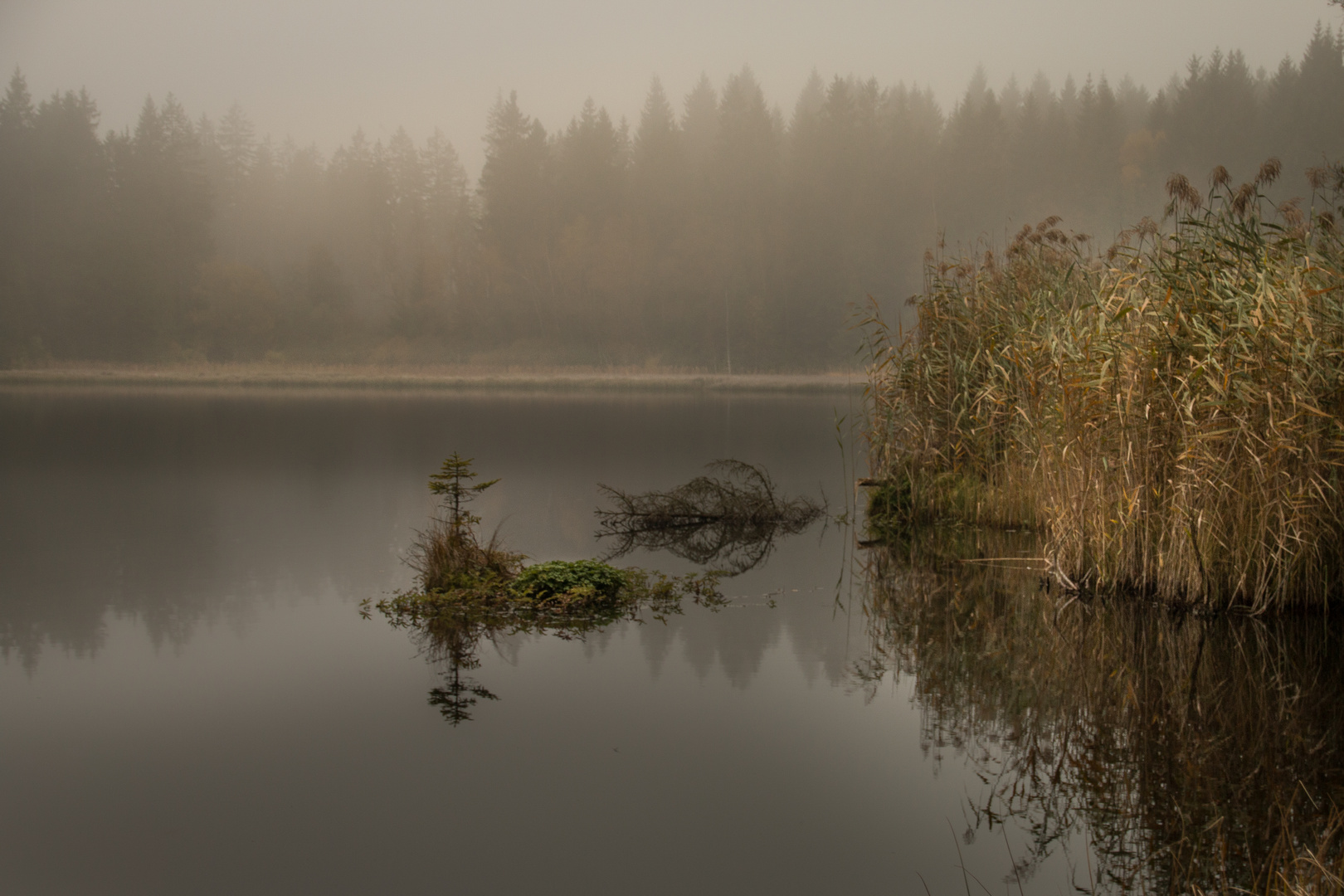 Der Nebel 