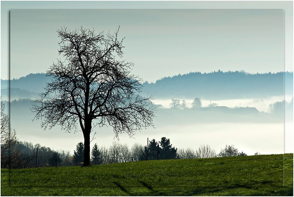 der Nebel