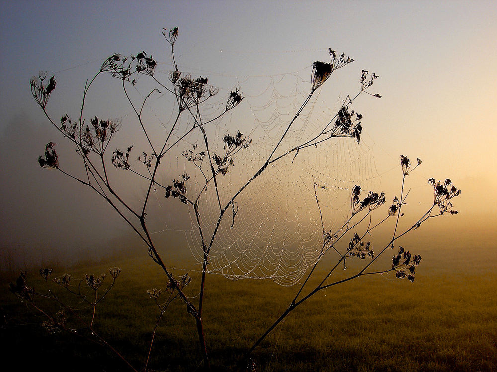 der Nebel geht....