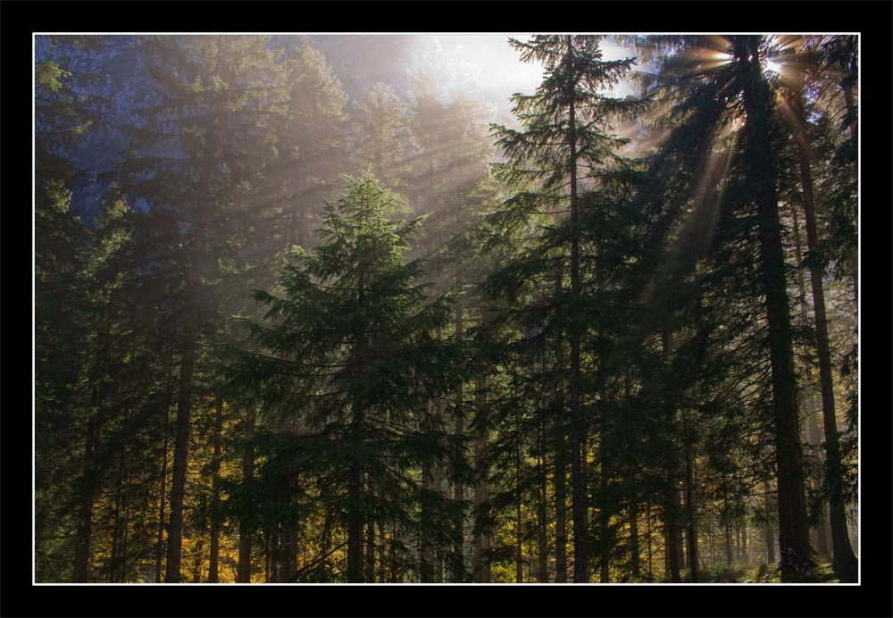 der Nebel geht