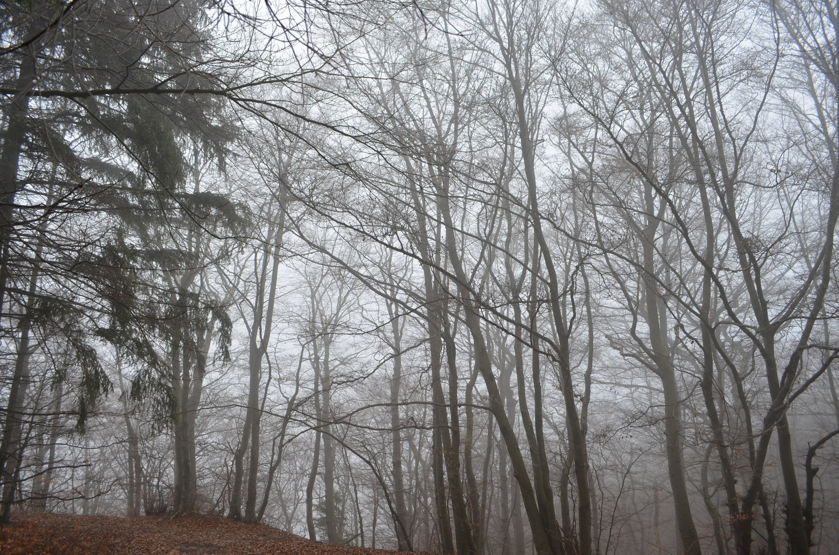 Der Nebel geistert durch den Wald