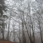 Der Nebel geistert durch den Wald