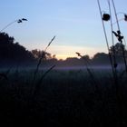 Der Nebel hängt am Morgentau