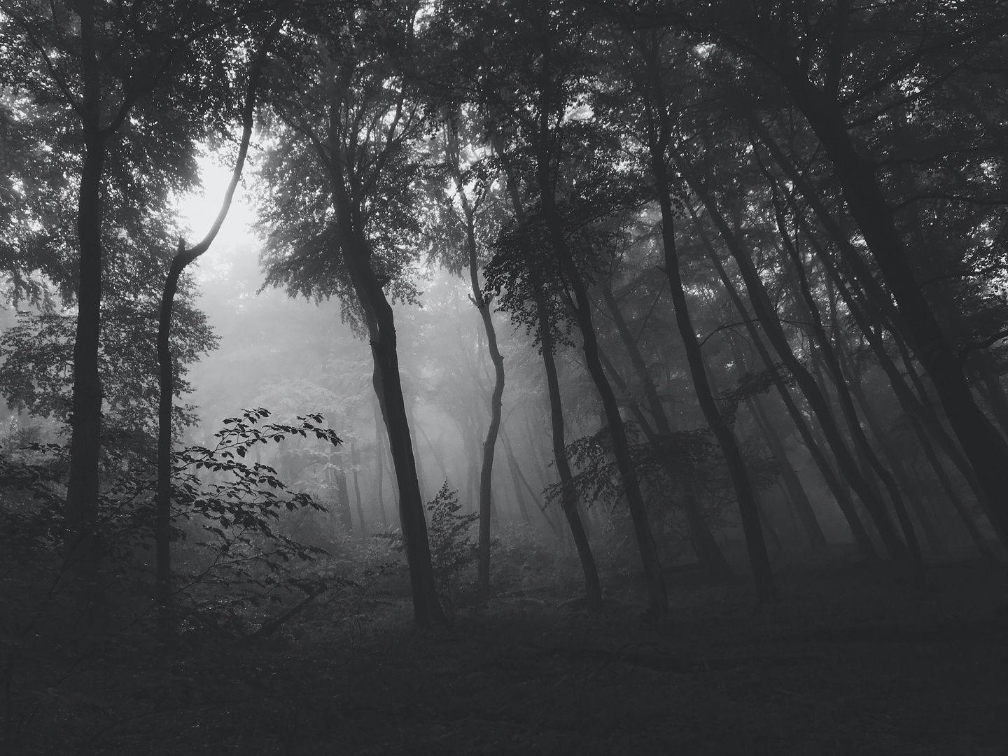 Der Nebel hängt im Wald