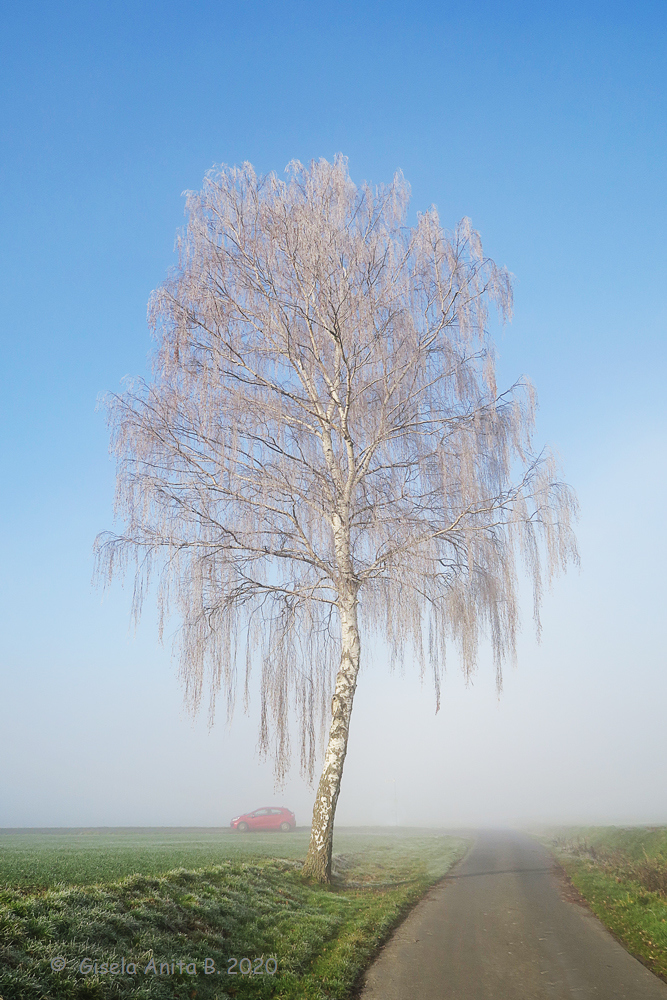 Der Nebel hat sie freigegeben.