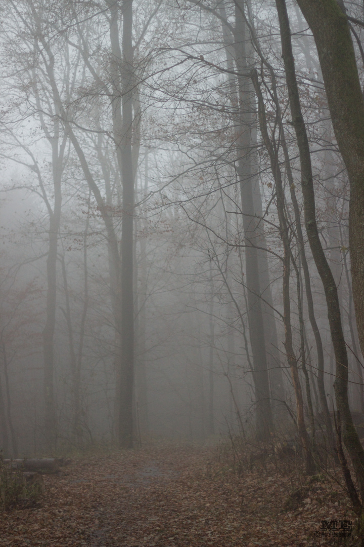 Der Nebel I