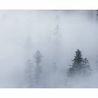 Der Nebel im Wald