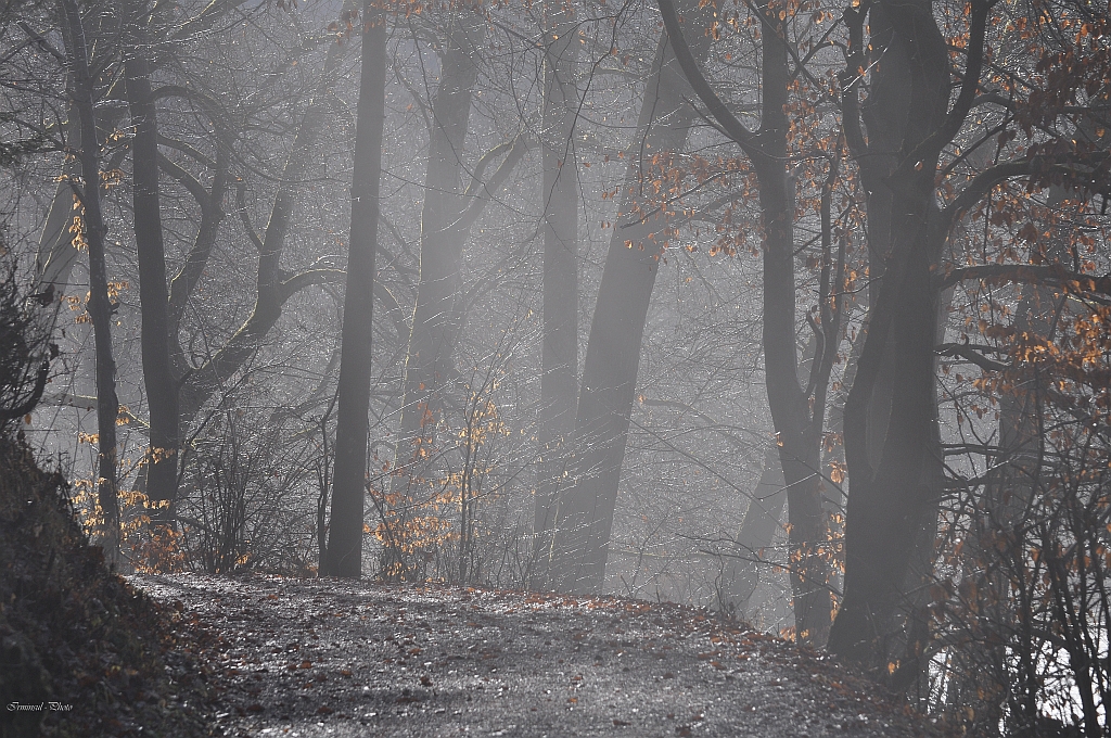 Der Nebel kämpft noch gegen die Sonne.....