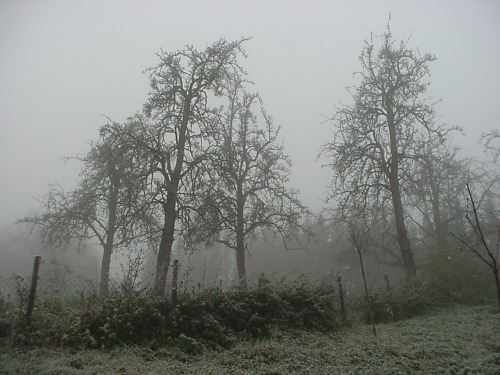 der Nebel kommt ...