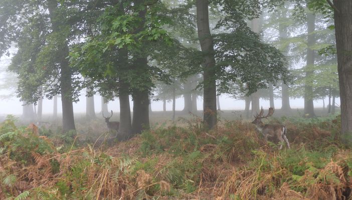 Der Nebel legt sich über den Park
