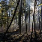 Der Nebel lichtet sich