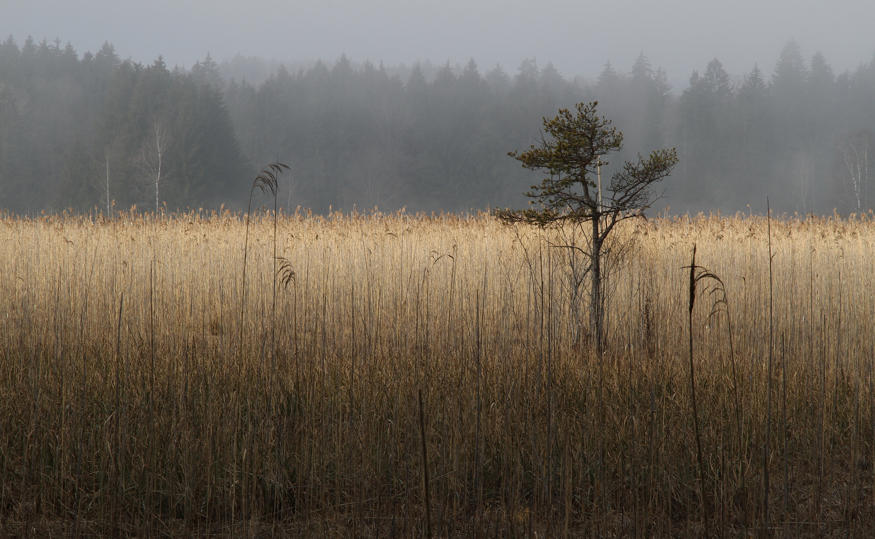 Der Nebel lichtet sich