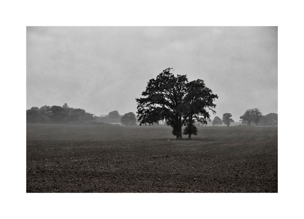 der nebel lichtet sich