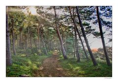 - der Nebel lichtet sich, die Sonne kommt -